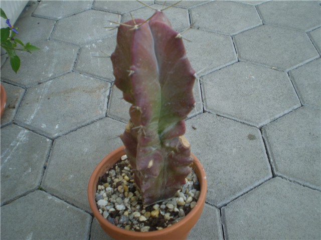 kaktus